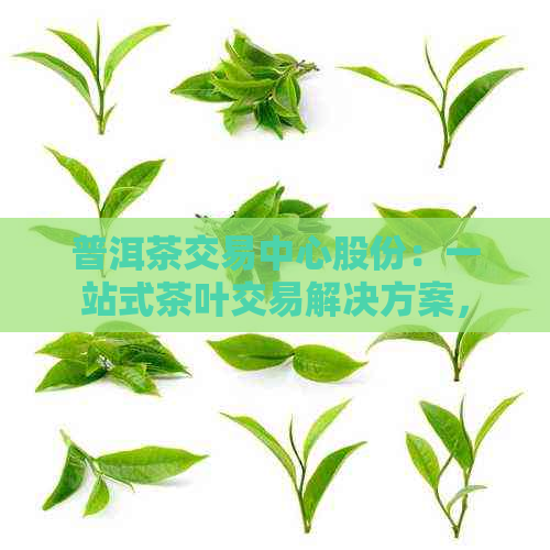 普洱茶交易中心股份：一站式茶叶交易解决方案，从选购到投资全覆