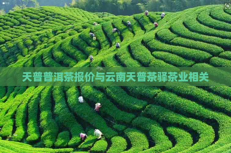 天普普洱茶报价与云南天普茶驿茶业相关