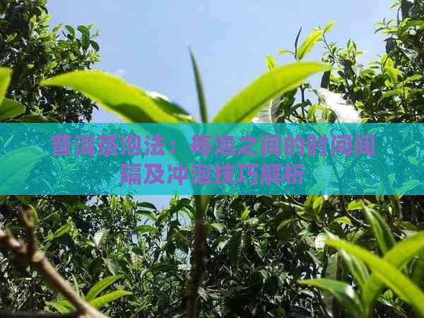 普洱茶泡法：每泡之间的时间间隔及冲泡技巧解析