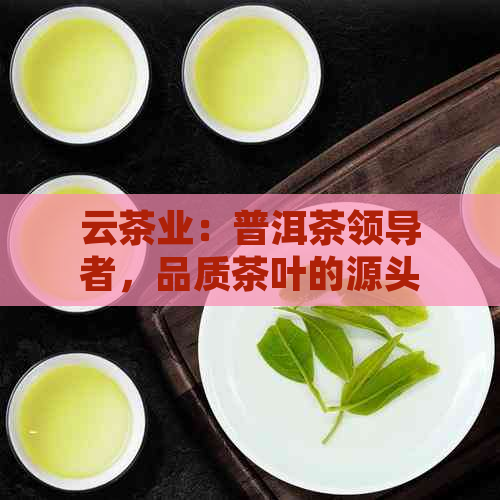 云茶业：普洱茶领导者，品质茶叶的源头与保障