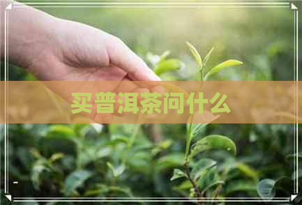 买普洱茶问什么