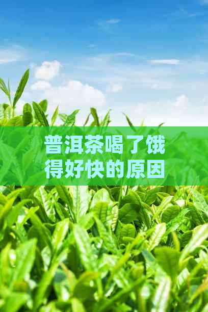 普洱茶喝了饿得好快的原因及解决方法