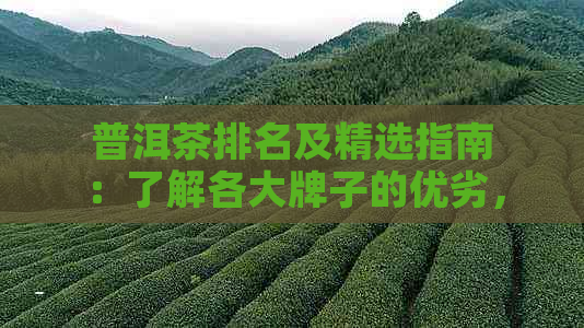 普洱茶排名及精选指南：了解各大牌子的优劣，找到最适合你的好茶