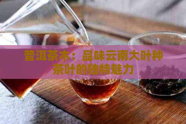 普洱茶木：品味云南大叶种茶叶的独特魅力