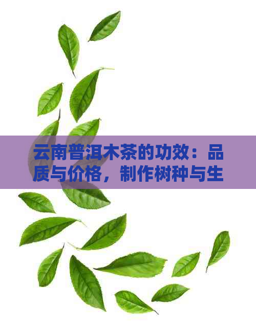 云南普洱木茶的功效：品质与价格，制作树种与生茶简介