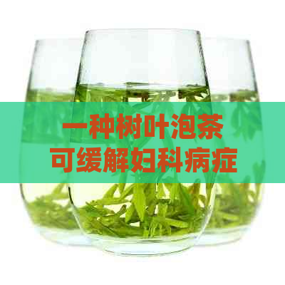 一种树叶泡茶可缓解妇科病症状，你知道它是什么树吗？