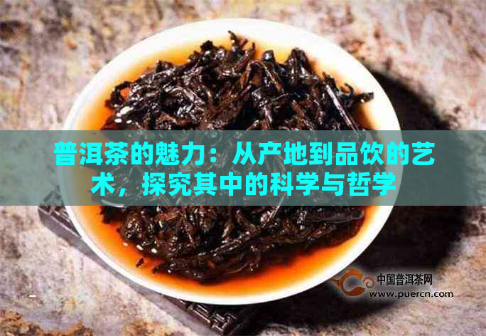 普洱茶的魅力：从产地到品饮的艺术，探究其中的科学与哲学