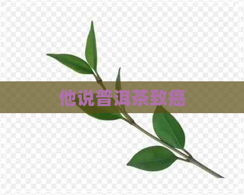 他说普洱茶致癌