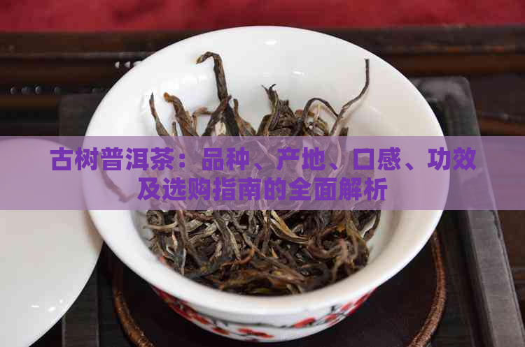 古树普洱茶：品种、产地、口感、功效及选购指南的全面解析