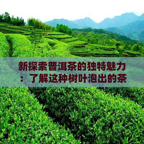 新探索普洱茶的独特魅力：了解这种树叶泡出的茶究竟有何不同