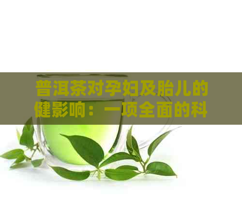 普洱茶对孕妇及胎儿的健影响：一项全面的科学研究分析