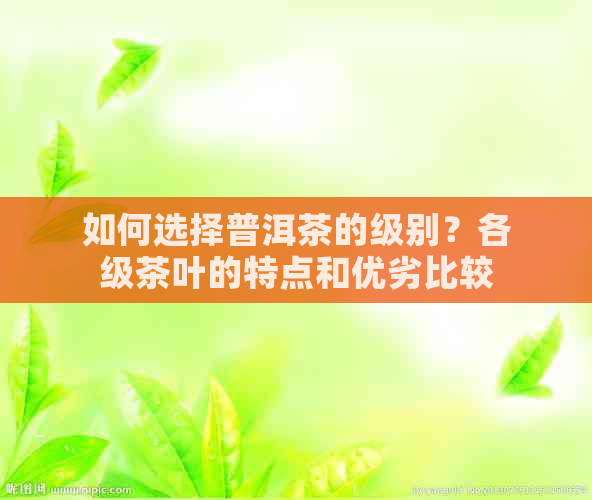 如何选择普洱茶的级别？各级茶叶的特点和优劣比较