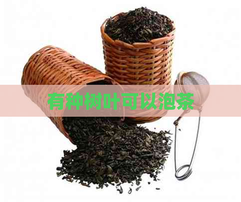 有种树叶可以泡茶