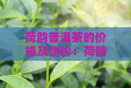 荷韵普洱茶的价格及饼价：荷韵普洱茶饼多少钱一盒？