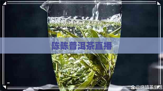 陈陈普洱茶直播