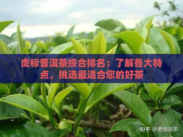 虎标普洱茶综合排名：了解各大特点，挑选最适合您的好茶