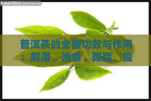 普洱茶的全面功效与作用：解渴、消食、降脂、提神还是抗癌？