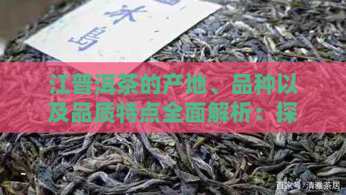 江普洱茶的产地、品种以及品质特点全面解析：探索这片神奇的茶叶产区