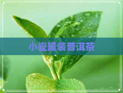 小瓷罐装普洱茶