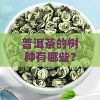 普洱茶的树种有哪些？