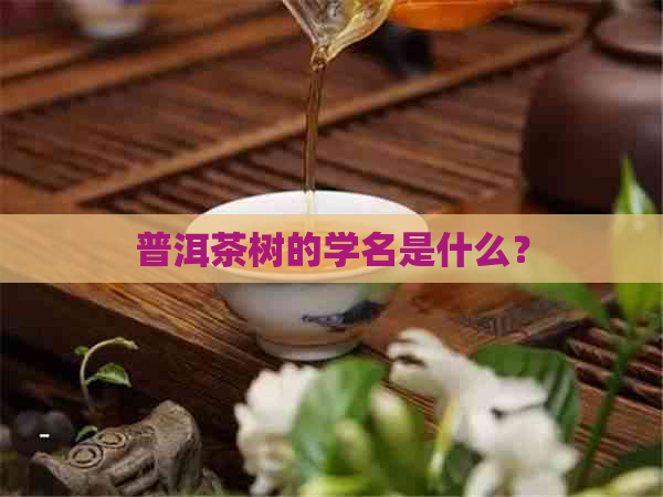 普洱茶树的学名是什么？