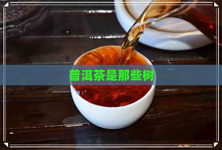 普洱茶是那些树