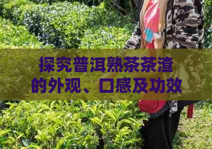 探究普洱熟茶茶渣的外观、口感及功效