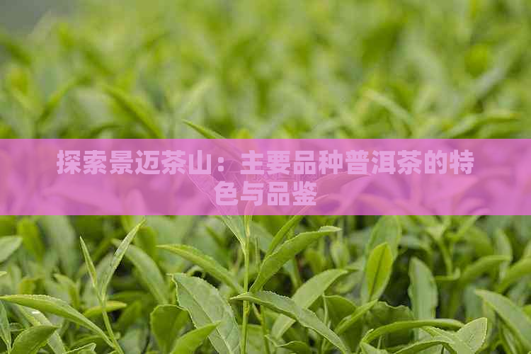 探索景迈茶山：主要品种普洱茶的特色与品鉴