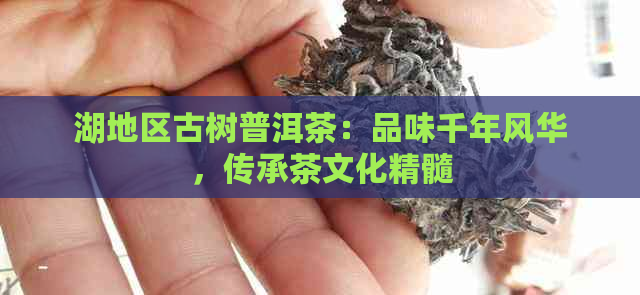 湖地区古树普洱茶：品味千年风华，传承茶文化精髓