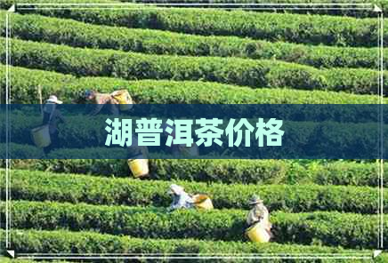 湖普洱茶价格