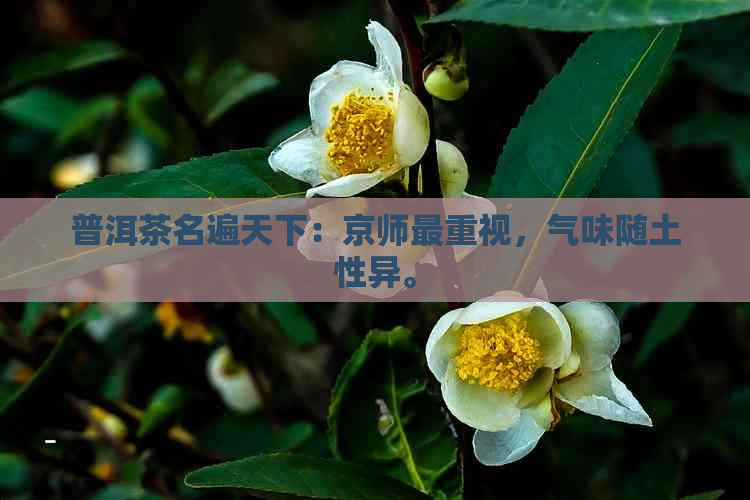 普洱茶名遍天下：京师最重视，气味随土性异。