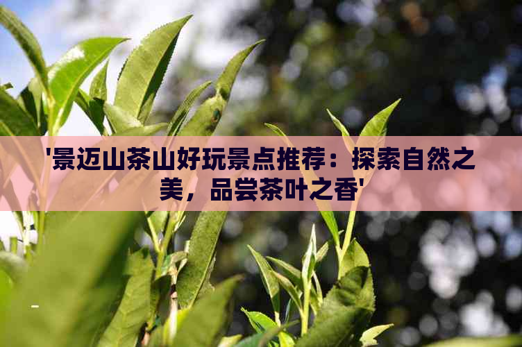 '景迈山茶山好玩景点推荐：探索自然之美，品尝茶叶之香'