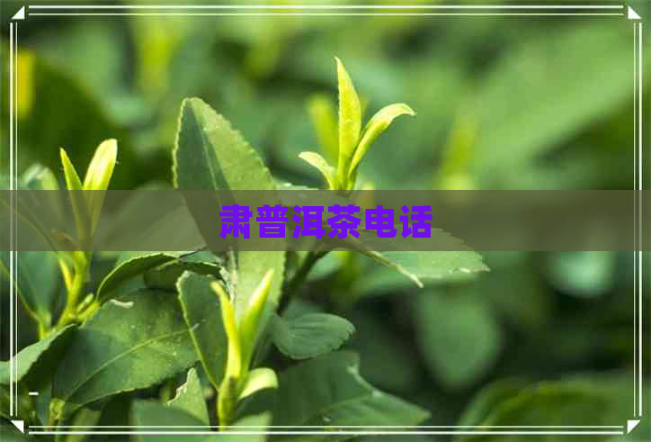 肃普洱茶电话