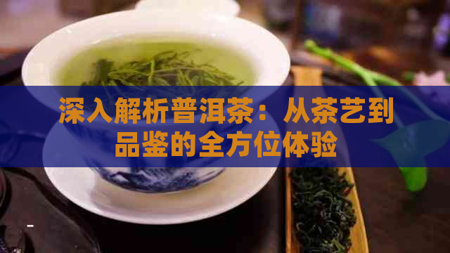 深入解析普洱茶：从茶艺到品鉴的全方位体验