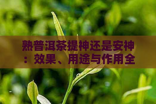 熟普洱茶提神还是安神：效果、用途与作用全解析