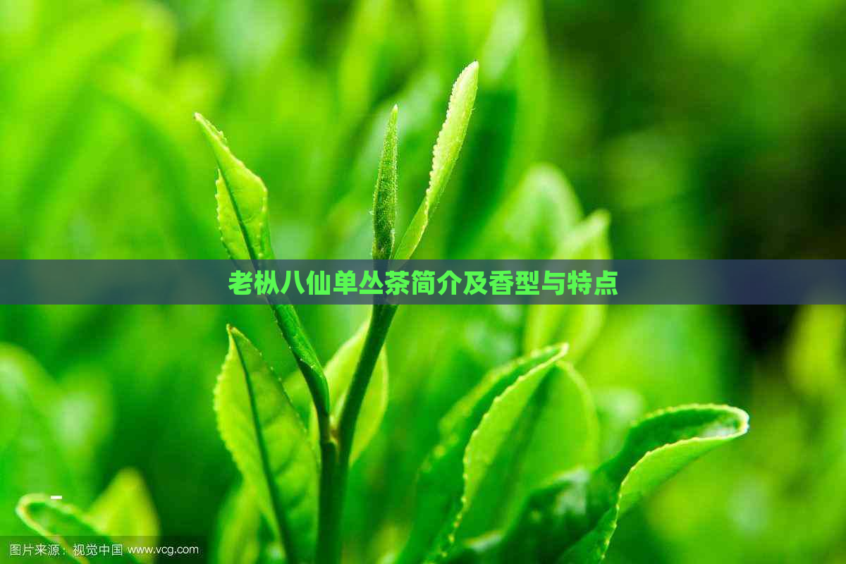 老枞八仙单丛茶简介及香型与特点