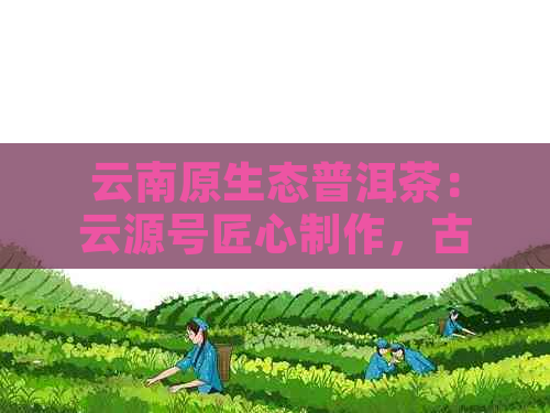 云南原生态普洱茶：云源号匠心制作，古树茶香浓