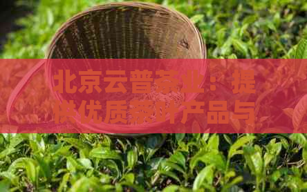 北京云普茶业：提供优质茶叶产品与服务，探索茶文化之美