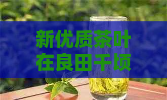 新优质茶叶在良田千顷中的市场价格分析与影响因素探讨