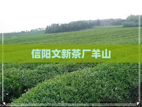 信阳文新茶厂羊山