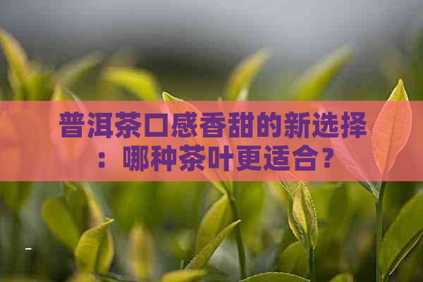 普洱茶口感香甜的新选择：哪种茶叶更适合？