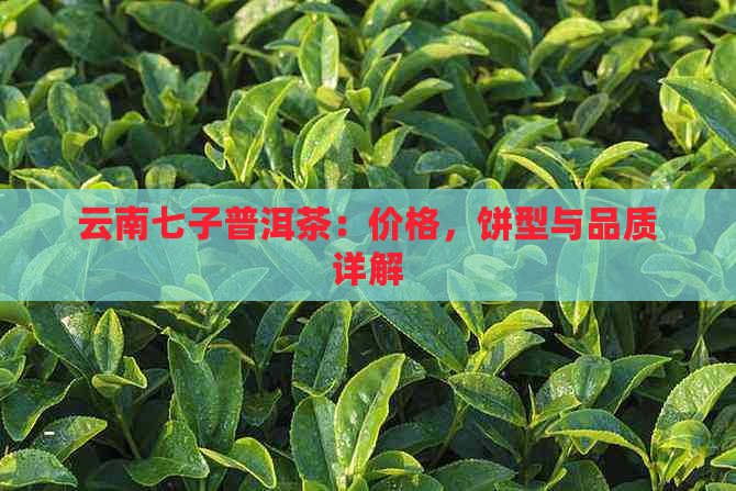 云南七子普洱茶：价格，饼型与品质详解