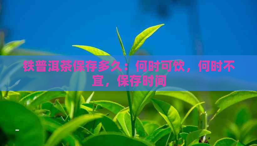 铁普洱茶保存多久：何时可饮，何时不宜，保存时间