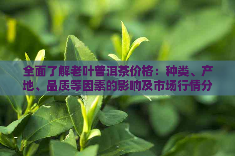 全面了解老叶普洱茶价格：种类、产地、品质等因素的影响及市场行情分析