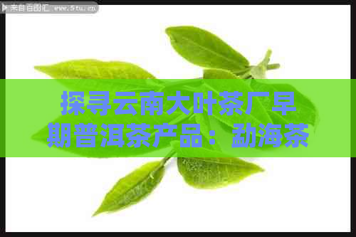 探寻云南大叶茶厂早期普洱茶产品：勐海茶香的历回溯