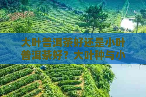 大叶普洱茶好还是小叶普洱茶好？大叶种与小叶种普洱茶的区别是什么？