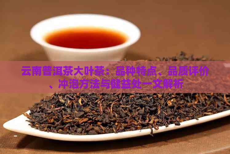 云南普洱茶大叶茶：品种特点、品质评价、冲泡方法与健益处一文解析