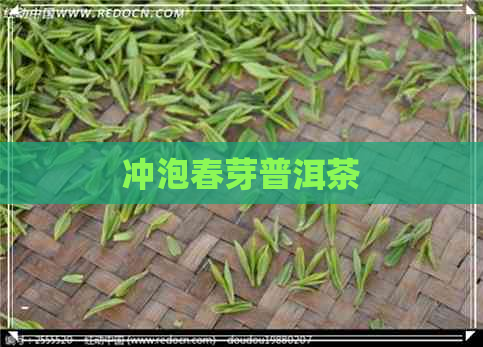 冲泡春芽普洱茶