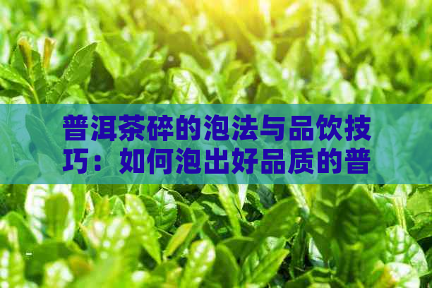 普洱茶碎的泡法与品饮技巧：如何泡出好品质的普洱茶碎？