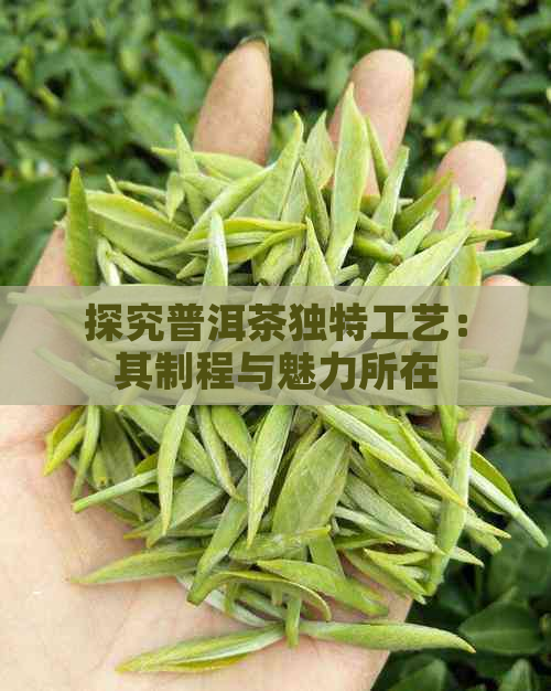 探究普洱茶独特工艺：其制程与魅力所在